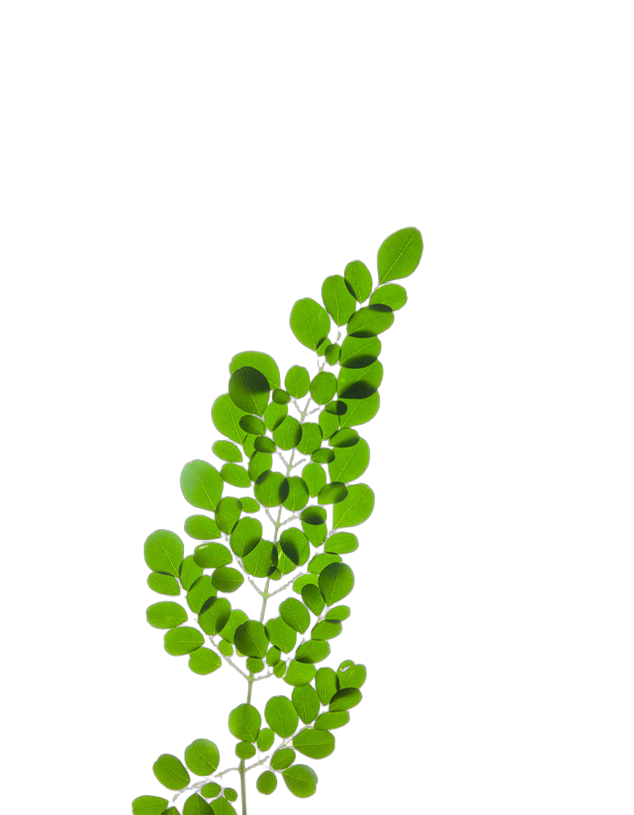 Moringa